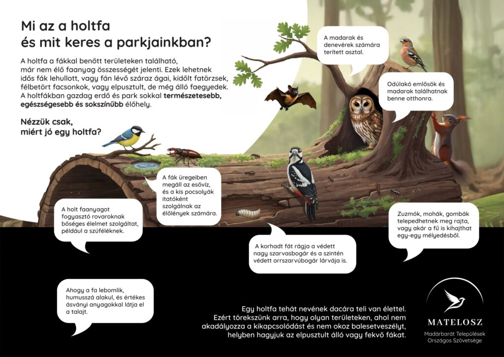 holtfa_707x500mm_vagojelnelkul Letölthető holtfa tábla grafika